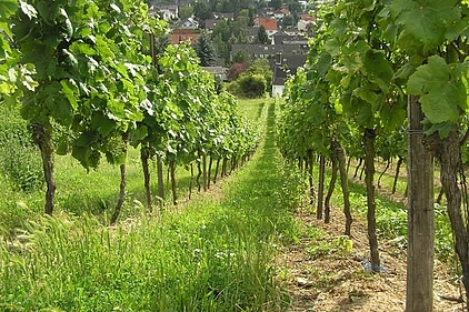 Weinberg